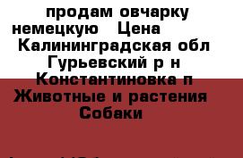 продам овчарку немецкую › Цена ­ 10 000 - Калининградская обл., Гурьевский р-н, Константиновка п. Животные и растения » Собаки   